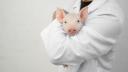 Ce s-a intamplat dupa doua luni cu primul om din lume caruia i s-au transplantat rinichi de porc