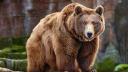 Parc din Pitesti, evacuat din cauza unui urs. Autoritatile au emis mesaj RO-Alert