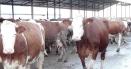 Gripa aviara la fermele de vaci. Cum incearca SUA sa limiteze raspandirea virusului