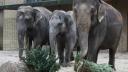 Studiu: Elefantii folosesc o gama variata de semnale pentru a se saluta