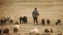 Ministrul Agriculturii spune ca Romania asigura peste 20% din consumul din UE la carnea de oaie