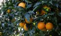 Principalul furnizor de suc de portocale se asteapta la cea mai slaba recolta din ultimii 36 de ani