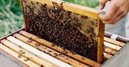 Un mare oras din Romania a fost invadat de albine! Ce a provocat aparitia insectelor