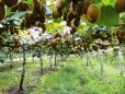 Clima schimba agricultura romaneasca: curmale si kiwi la Dabuleni, livezi de smochini in Rosiori, Teleorman sau fructe de goji la Brasov. Ce mai urmeaza?