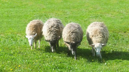 Patru oi au fost inscrise la o scoala, pentru a evita inchiderea institutiei, in Franta