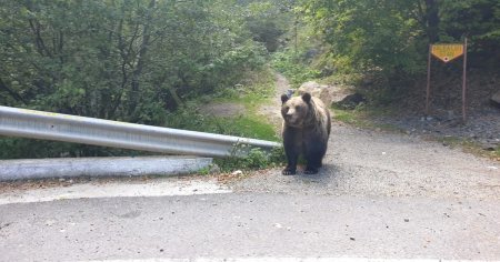 Jandarmii, solicitati de 18 ori in ultima saptamana in Harghita pentru alungarea ursilor din zonele locuite