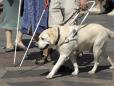 Acces liber pentru cainii ghizi ai persoanelor cu dizabilitati. Legea a fost promulgata