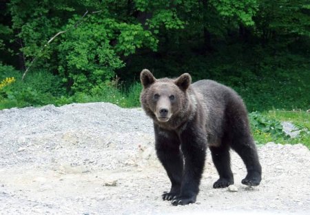 In Harghita, ursii dau mai multa bataie de cap jandarmilor decat infractorii
