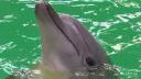 Delfinariul din Constanta, redeschis. Baby, puiul de delfin nascut in captivitate, a fost vedeta publicului