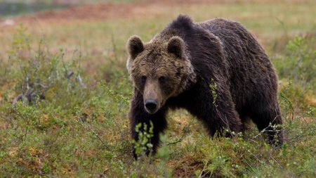 Mesaj Ro-Alert in Avrig, judetul Sibiu: Un urs se plimba nestingherit prin oras