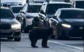 Un urs somnoros a blocat traficul pe o autostrada aglomerata din sudul Californiei | VIDEO