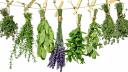 Secrete din bucatarie: Cum se usuca plantele aromatice