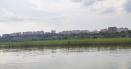 Padurea de salcii din mijlocul Dunarii. In cativa ani aici va fi o padure VIDEO