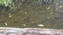 Mortalitate piscicola pe un afluent al Somesului, in judetul Cluj. Specailistii monitorizeaza Valea Salca