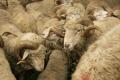 Romania va relua exporturile de carne si animale vii catre Turcia