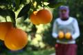 Pretul sucului de portocale creste la un nivel record. Producatorii analizeaza utilizarea unor fructe alternative