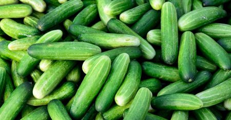 Trucul ce iti asigura o recolta bogata de castraveti. Doua ingrediente sunt necesare