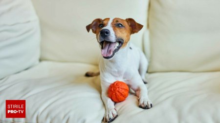 Jack Russel Terrier - tot ce trebuie sa stii despre aceasta rasa de caini
