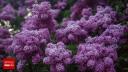 Floarea de liliac: ghid complet despre acest arbust parfumat al primaverii
