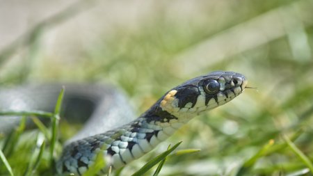 Un barbat din SUA care s-a injectat cu venin de sarpe timp de 18 ani ar putea salva mii de vieti. Un tratament incomparabil