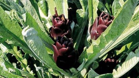 Leguma violet care este atat de rara si scumpa incat pe piata au inceput sa apara fake-uri. Ce este castraùra si unde se gaseste