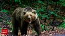 Un urs de cartier a fost tranchilizat si dus adanc in padure, la Sighisoara. Primarul e nemultumit
